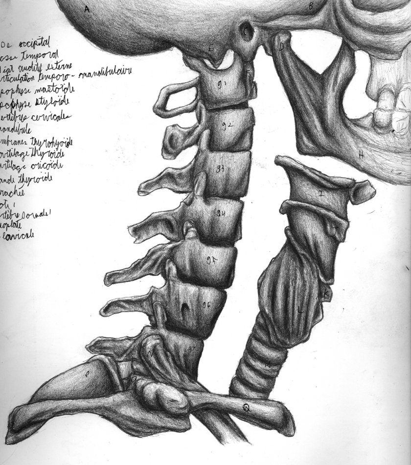 Шейный отдел кости скелета. Анатомия шеи кости. Анатомия костей шеи. Шейные позвонки скелет. Скелет шеи анатомия.
